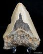 Bargain / Inch Carolina Megalodon Tooth #2724-2